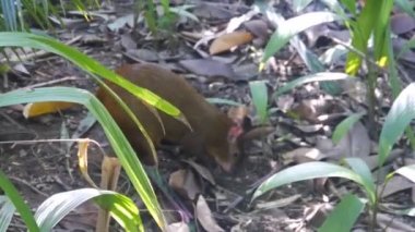 Bitkilerin arasındaki sevimli kahverengi fareler Brezilya 'nın Orkide Bahçesinde Toprak Kazıyor