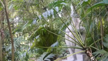 Bitkiler Arasındaki Taş Heykel Çeşmesi