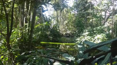 Green Lake with lots of plants - Dolly Left to Right.