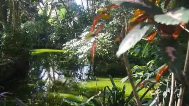 Green Lake with lots of plants - Dolly Right to Left
