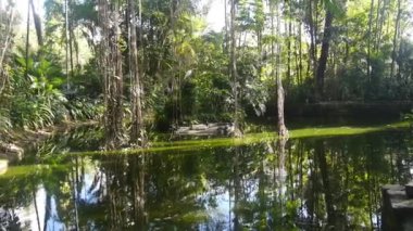  Green Lake With Many Trees And Plants - Dolly Right To Left