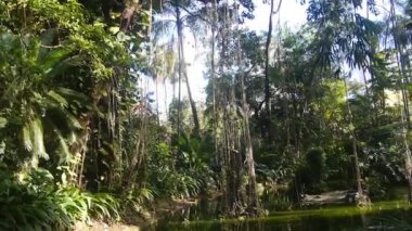 Green Lake With Many Trees And Creeping Plants - Moving Down