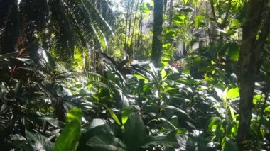 Brezilya 'daki orkide bahçesinin manzarası güneş ışığıyla dolu yeşil bitkilerle dolu.