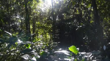 Brezilya 'daki Orkide Bahçesi' nin manzarası güneş ışığıyla dolu. 