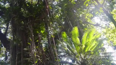 Yaprakları ve sürünen kökleriyle Büyük Yeşil Ağaç 