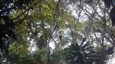 Bazen büyük ağaçlar ve birçok bitkiyle