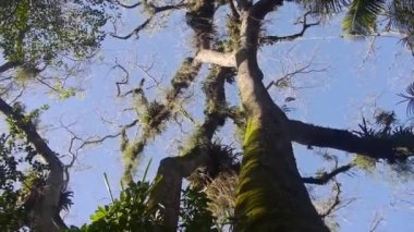 Büyük Gövdeli Uzun Ağaç - Dolly Sağdan Sola