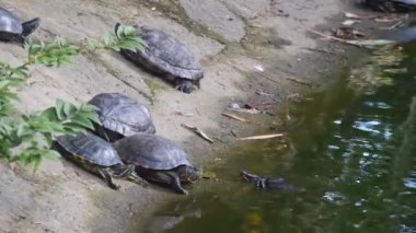Kaplumbağa gölün kenarına tırmanmaya çalışıyor.