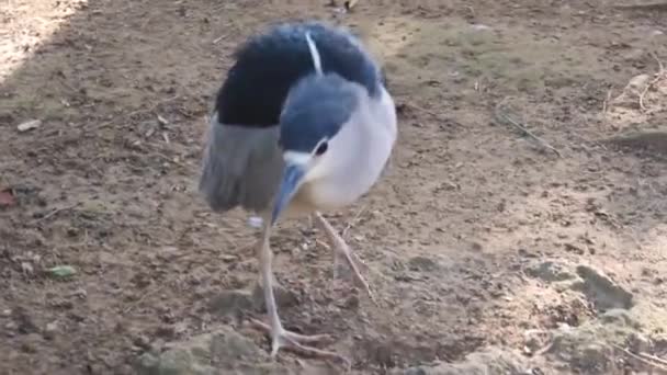 Schöne Schwarz Weiße Vogelwanderung — Stockvideo