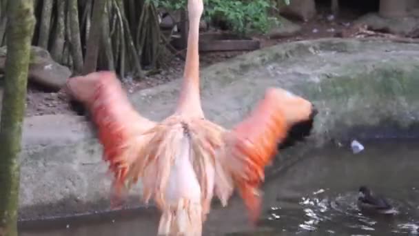 Piękne Flamingi Trzepotanie Skrzydła Basenie — Wideo stockowe