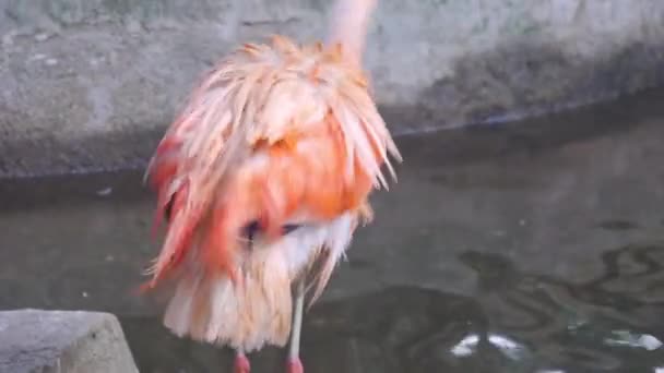 Beautiful Wet Flamingo Pool — Stock Video