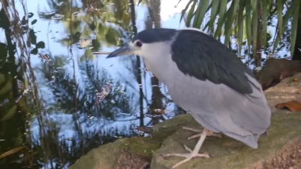 Чорні Білі Птахи Стоять Краю Озера — стокове відео