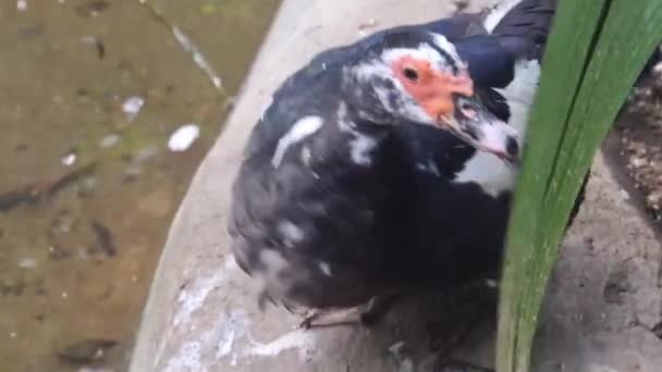 Patos Negros Blancos Están Caminando Piscina — Vídeos de Stock