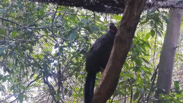 Černý Pták Stromě Brazilském Ptačím Parku — Stock video