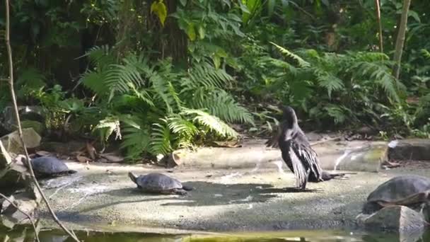 Μαύρη Πάπια Φτερουγίζει Πίσω Από Τις Χελώνες — Αρχείο Βίντεο