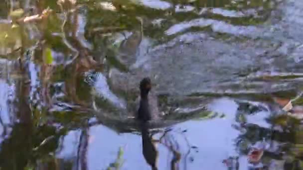 Black Duck Jumping Edge Lake Hand Held — Stockvideo