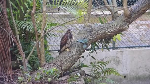 Brauner Adler Steht Auf Einem Baum Hand Gehalten — Stockvideo