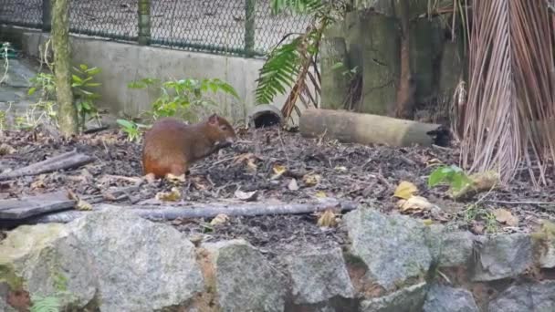 Braune Süße Tierfresser — Stockvideo