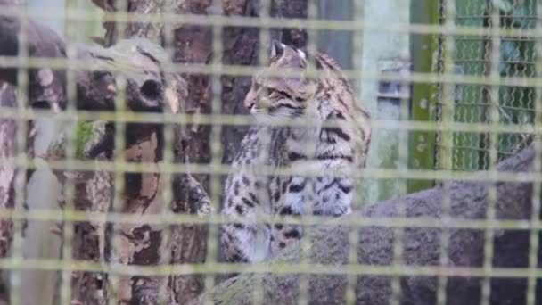 茶色い森の猫が檻の中の木に立っている — ストック動画