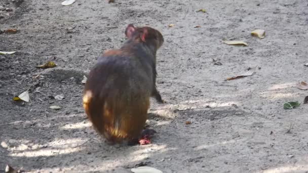 Niedliche Braune Tiere Sitzen Beim Essen — Stockvideo