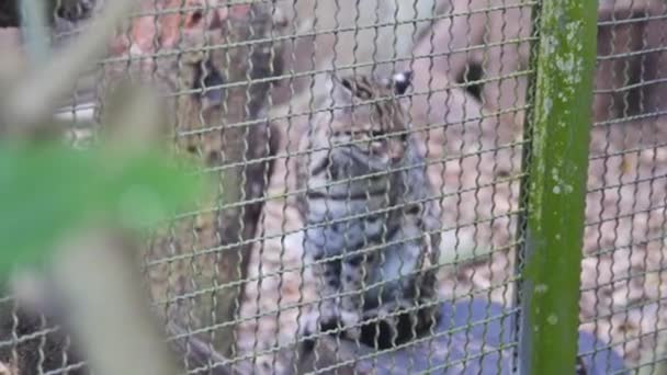 Brown Forest Cat Sits Stone Cage — Stock Video