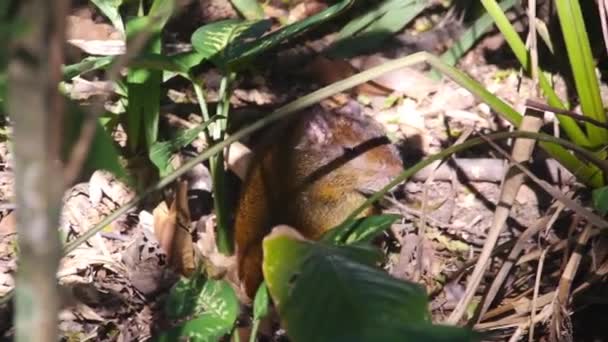 巴西兰花花园里的植物中可爱的棕色动物 — 图库视频影像