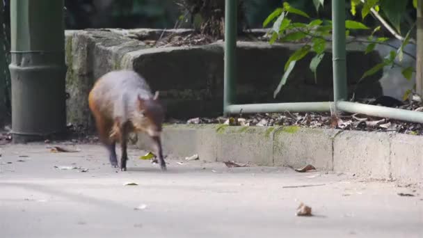 道路脇を走る可愛い茶色の動物 — ストック動画