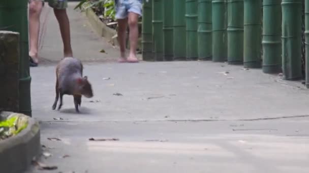 Carino Animali Marroni Stanno Camminando Vicino Piede Del Visitatore — Video Stock