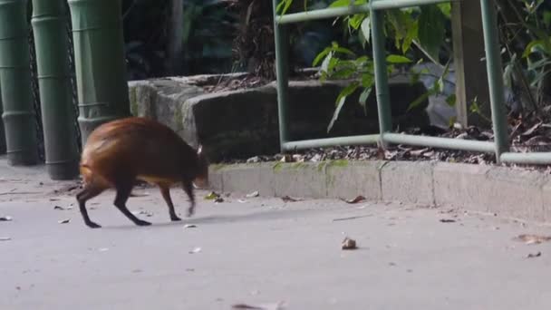 Bonitos Animais Marrons Andando Lado Estrada — Vídeo de Stock