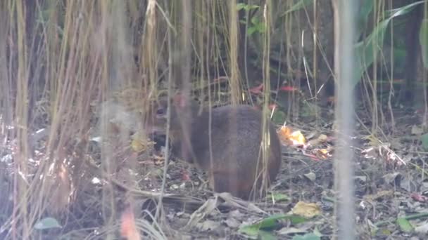 Lindas Ratas Marrones Están Comiendo Bajo Plantas Rastreras — Vídeos de Stock