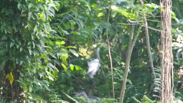灰鸟和鹅在植物间穿梭 — 图库视频影像