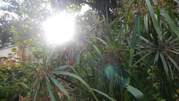 Güzel Güneş Işıklı Yeşil Bitkiler — Stok video