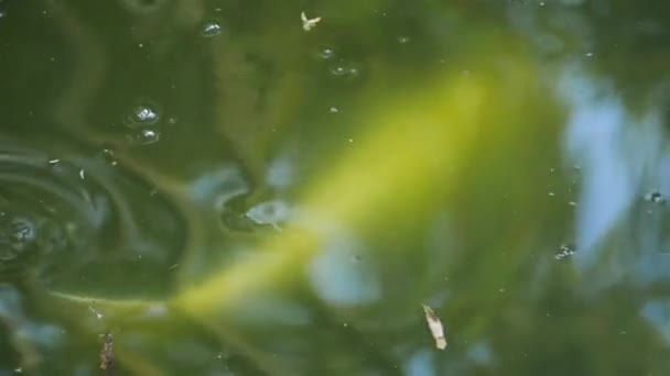 Великі Білі Риби Плавають Зеленому Озері — стокове відео