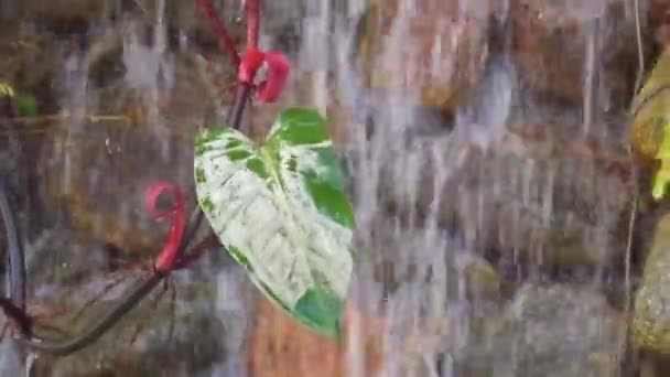 Dedaunan Terpapar Air Dari Air Terjun Batu Kecil — Stok Video
