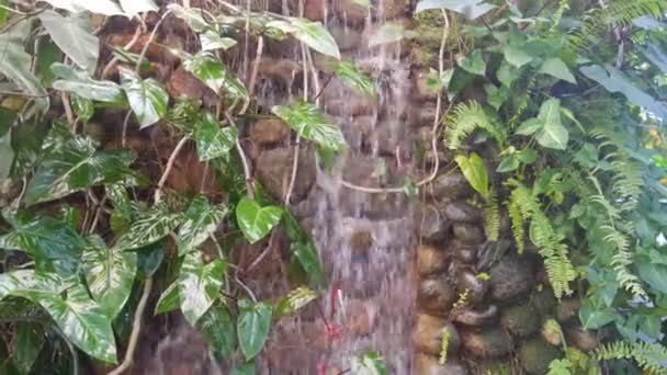 Pequena Cachoeira Com Plantas Rastejantes — Vídeo de Stock