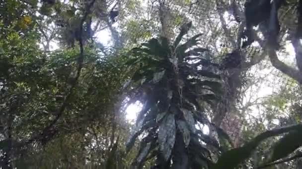 Noen Ganger Med Store Trær Mange Planter – stockvideo