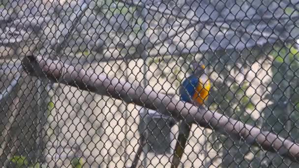 Papuga Stoi Drewnie Klatce — Wideo stockowe
