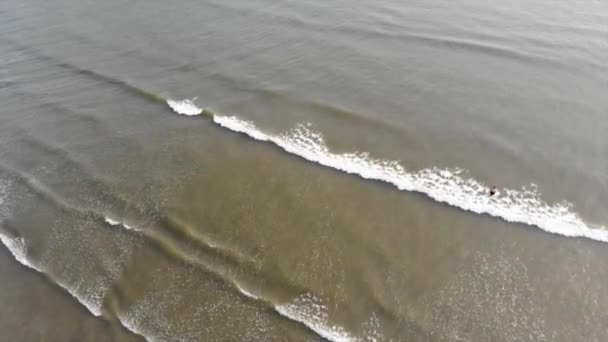 海岸近くの水の中の女の子のトップビュー — ストック動画