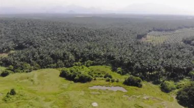 Mountain scenery with mist and field of trees top view - Pedestal down