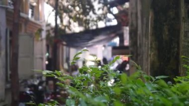 Duvarın kenarında yapraklar var.