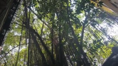 Asma dallarında sallanan bir ağaç. 