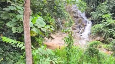Yeşil bitkiler ve ağaçlarla çevrili ormandaki sakin şelale sıcak bir günde