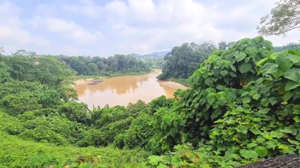 Verdure Jungle Épaisse Entourant Lac Boueux Asie Sud Est — Video
