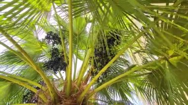 Güneşli Palmiye Ağacı Yaprakların arasından parlıyor