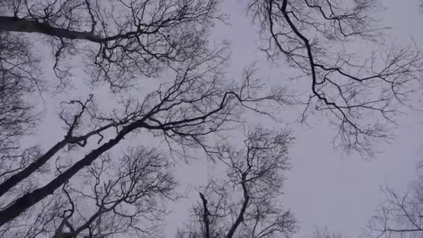 Wirowania Pod Drzewami Gałęzie Parku Obracać Się Następnie Przechylić Się — Wideo stockowe