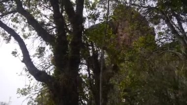 Flora ağaç gövdesiyle, yapraklarıyla, bitkileriyle, ve arkasında, elle tutulan dağıyla, soldan sağa, sonra da soldan sola kayıyor.
