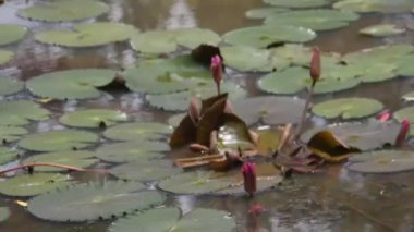 Nenuphars ve çiçekler su kaynağında - Kapatın ve aşağı doğru kaydırın.
