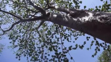 Kayanın yakınındaki Ağaç Gövdesi - Pan and Tilt - Soldan sağa Aşağı.