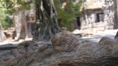 Mavi Elbiseli Kadın Kayanın Arkasında Yürüyor Soldan Sağa Kayıyor