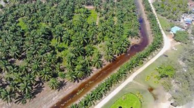 Okyanus kıyısında arkasında fabrikası olan büyük bir palmiye ağacı fidanı.